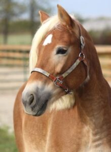 Connie’s Crystal LBH