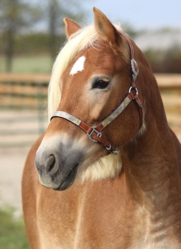 Connie’s Crystal LBH : (aka Mabel)