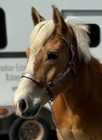 Arneigh’s Exchange LMD : (aka Arneigh)